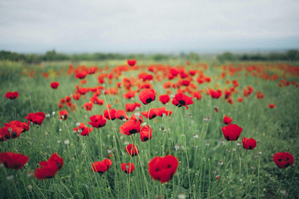 Field of red poppies.